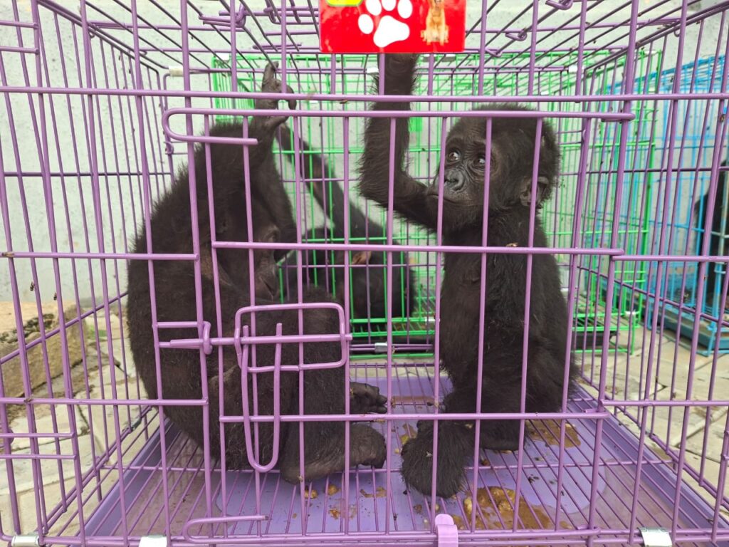 IMG 20260828 WA0001